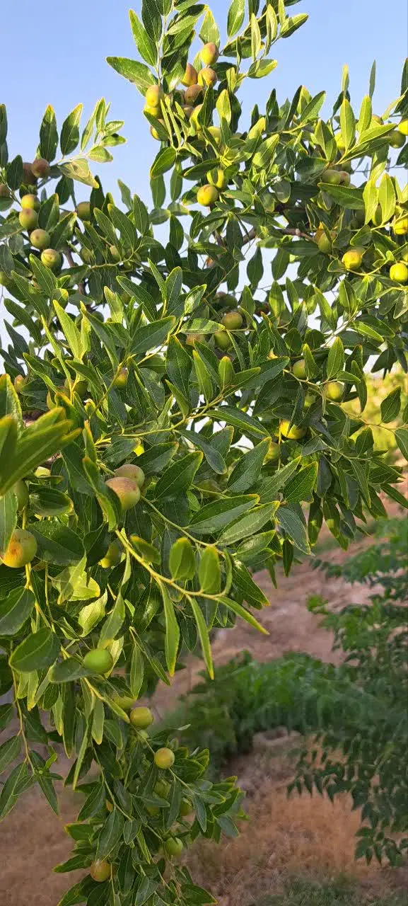 تصویر 9