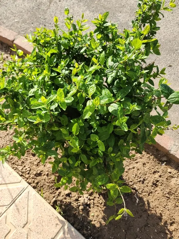 باغبان|خدمات باغبانی و درختکاری|صوفیان, |دیوار