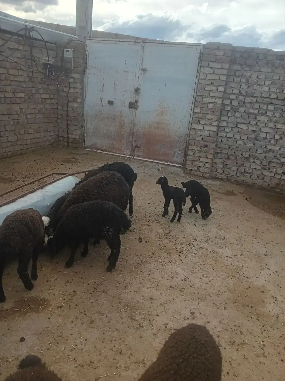 5راس بره نر شالی|حیوانات مزرعه|قزوین, |دیوار