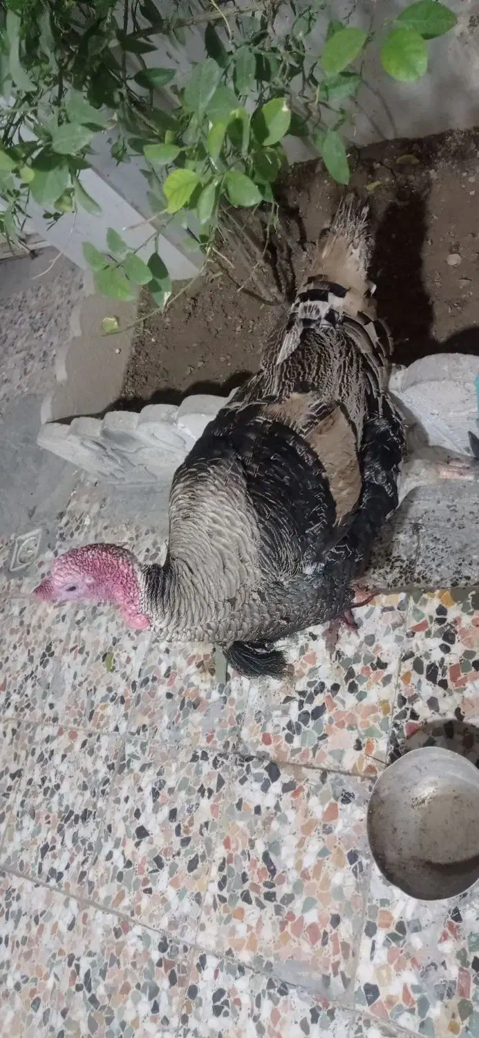 بوقله|حیوانات مزرعه|دهدشت, |دیوار