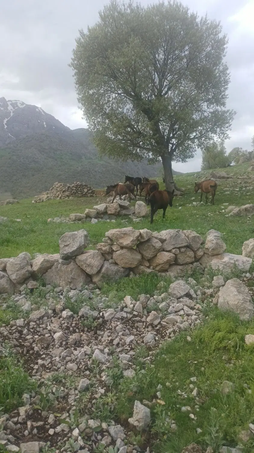 قاطر|حیوانات مزرعه|بربرود, |دیوار