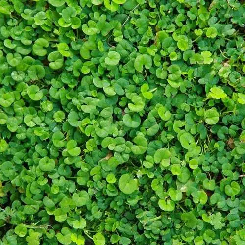 شبدر|گل و گیاه طبیعی|سنقر, |دیوار