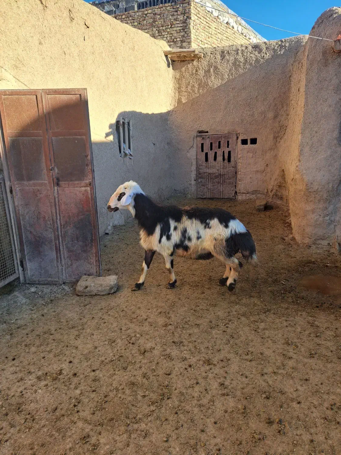 قوچ پلنگی|حیوانات مزرعه|خنداب, |دیوار