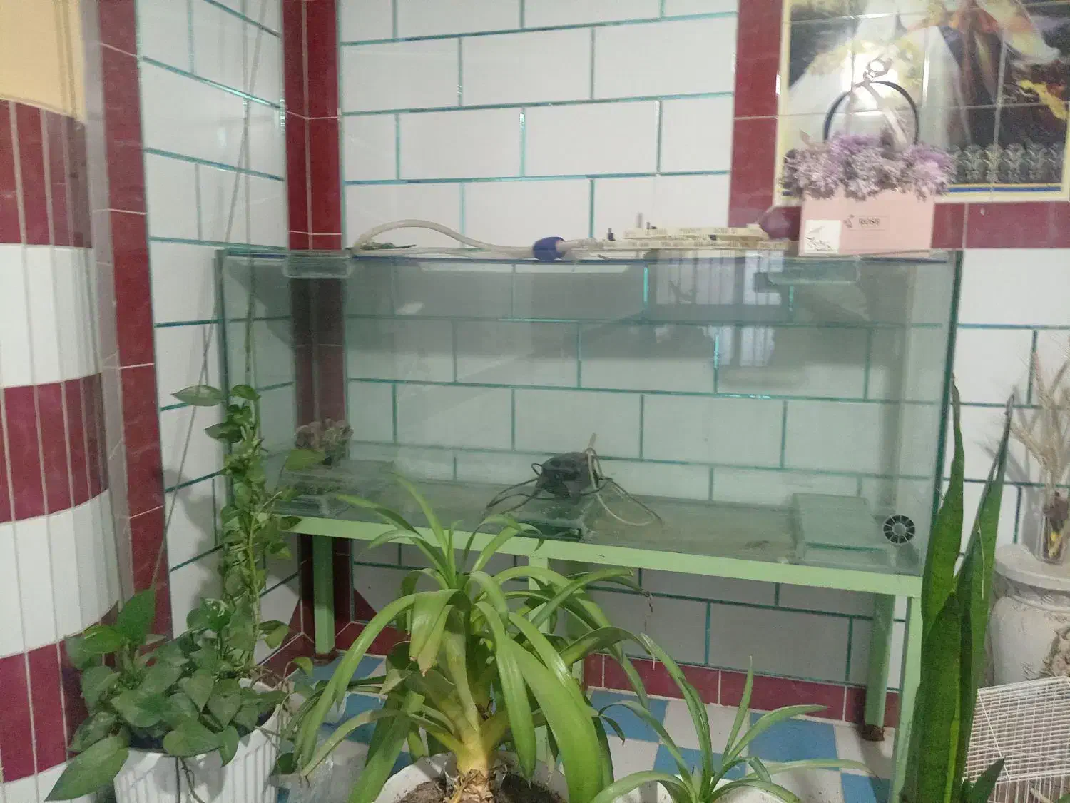 آکواریوم|ماهی|شوشتر, |دیوار