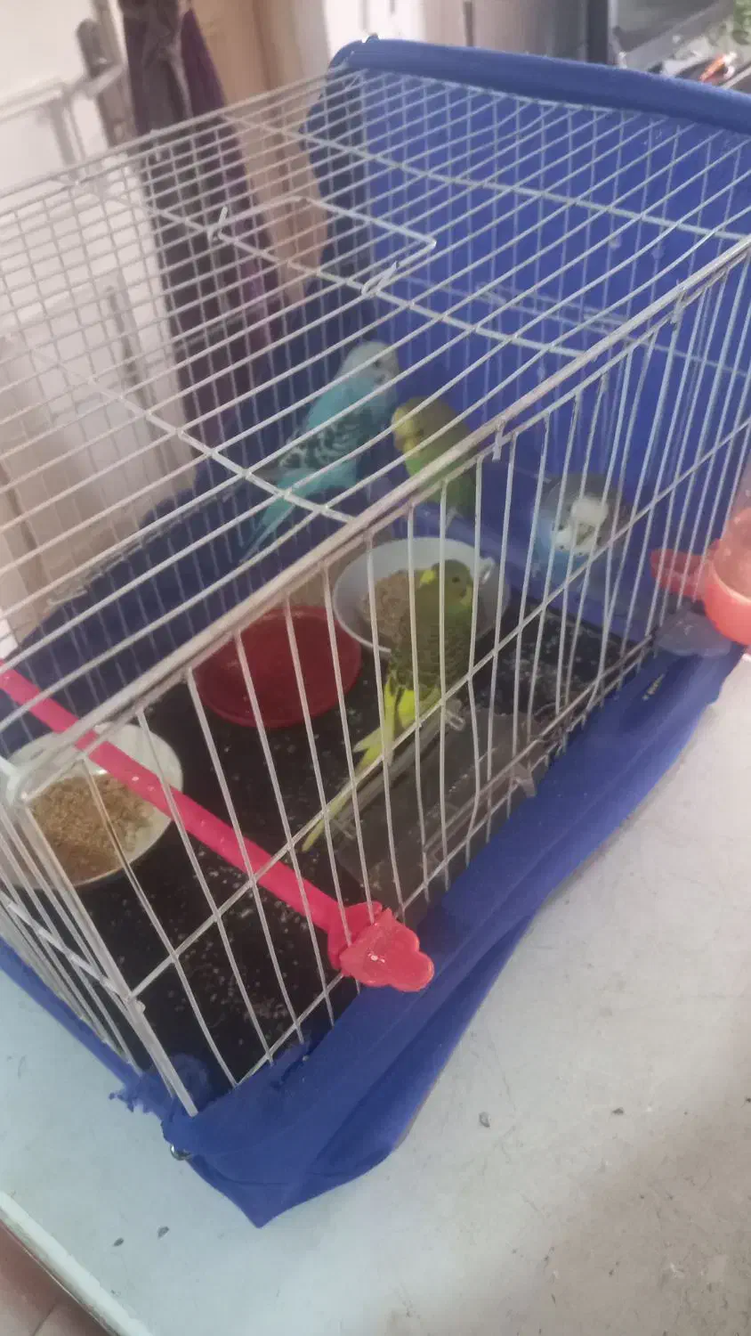 چهار عدد|پرنده|مشهد, خرمشهر|دیوار