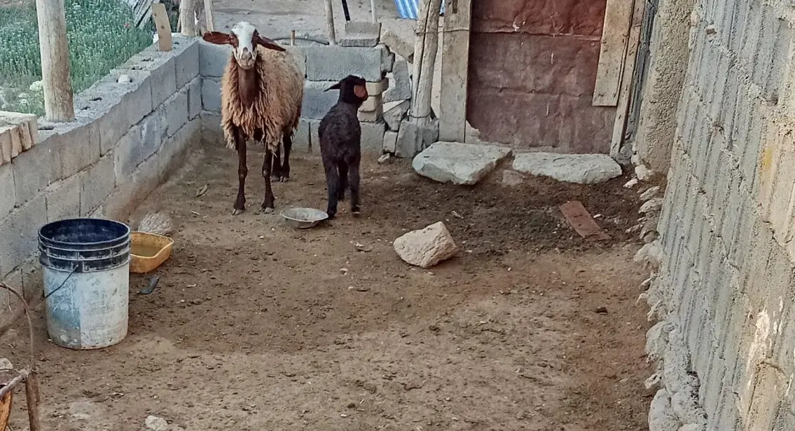 میش و بره|حیوانات مزرعه|گل تپه, |دیوار