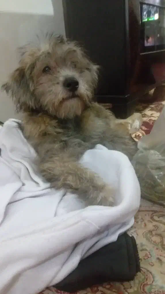 واگذاری|سگ|شاهدشهر, |دیوار