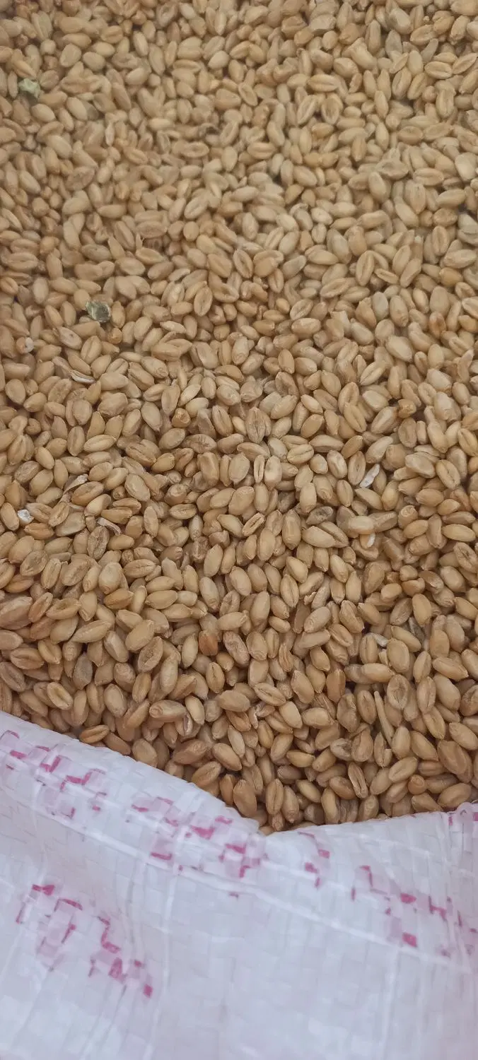 گندم|خوردنی و آشامیدنی|ایوان, |دیوار