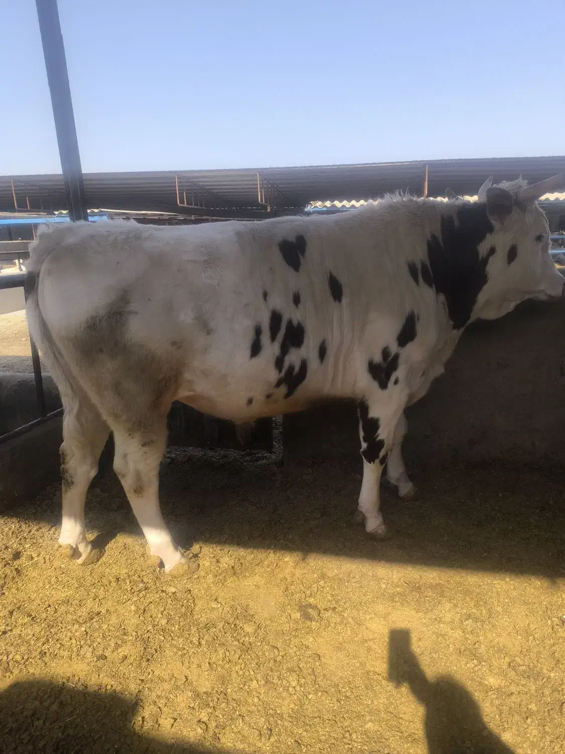 گوساله چاق|حیوانات مزرعه|جوادآباد, |دیوار