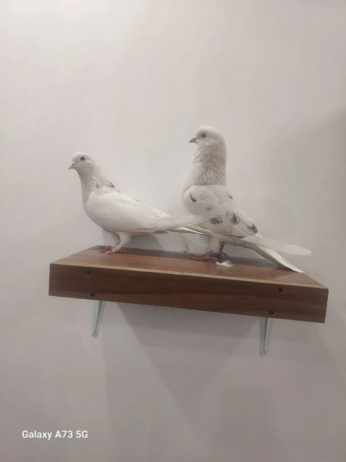 کوبتر|پرنده|تهران, شهمیرزادی|دیوار