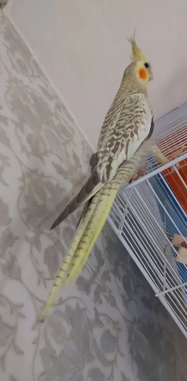 عروس هلندی|پرنده|مشهد, چهارچشمه|دیوار