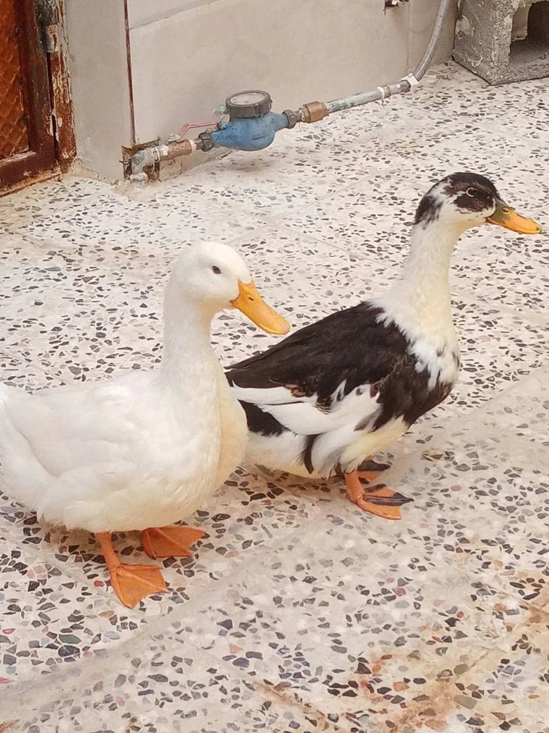 اوردک|پرنده|ایذه, |دیوار
