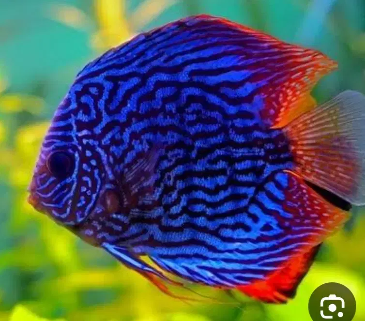 دیسکس|ماهی|اصفهان, ناصرخسرو|دیوار