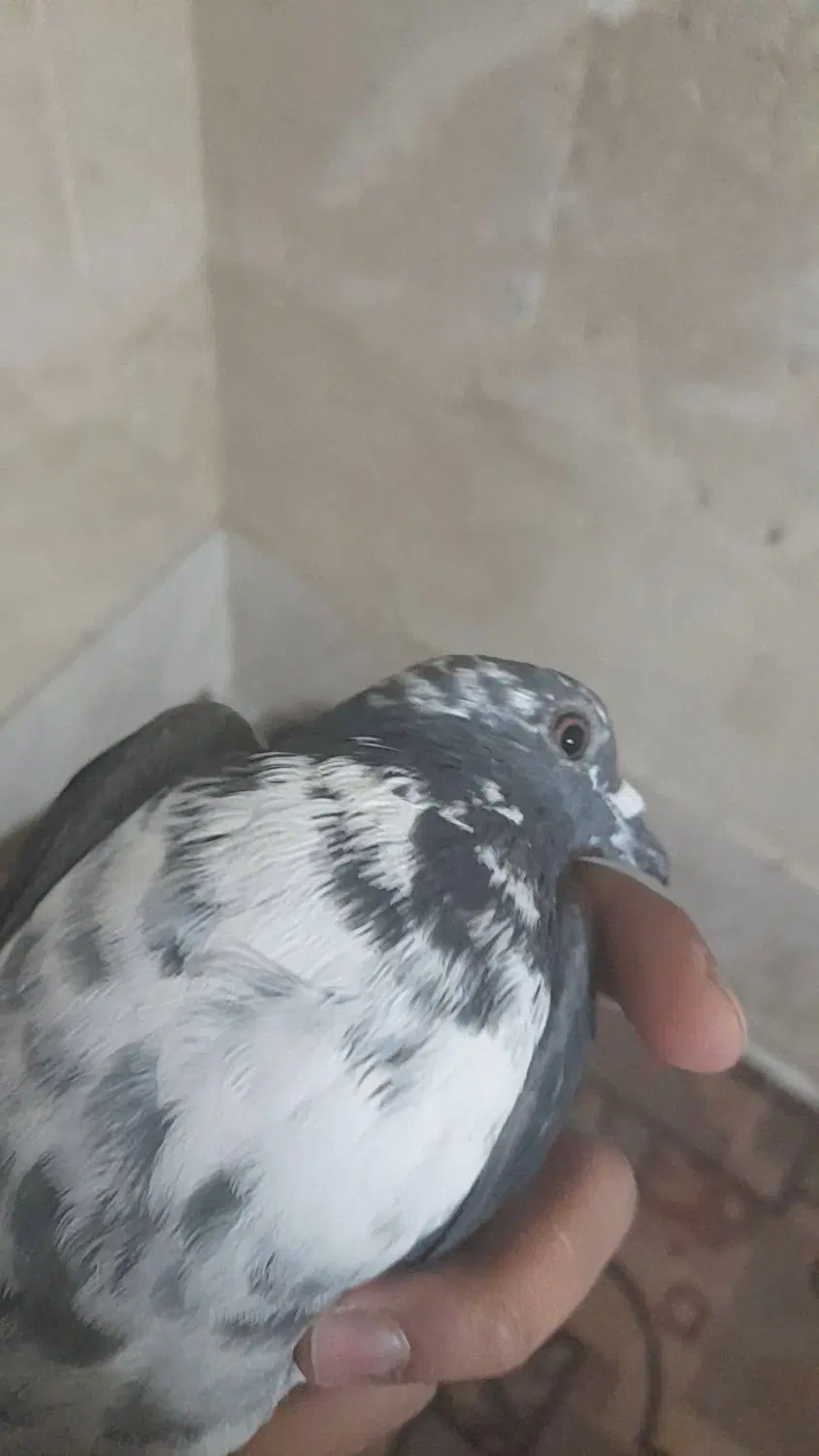 کبوتر|پرنده|شیراز, کرونی(خاتونک)|دیوار