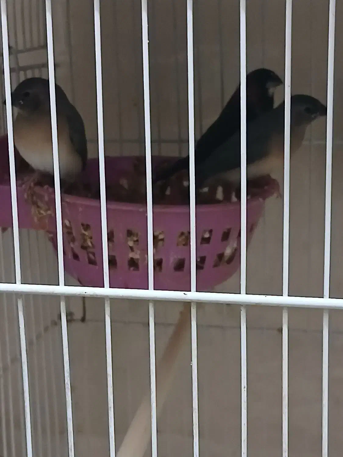 فنچ گلدین جوجه|پرنده|تهران, سبلان (لشگر)|دیوار