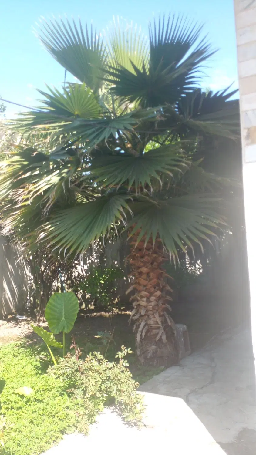 درخت|گل و گیاه طبیعی|رشت, کوی قدس|دیوار