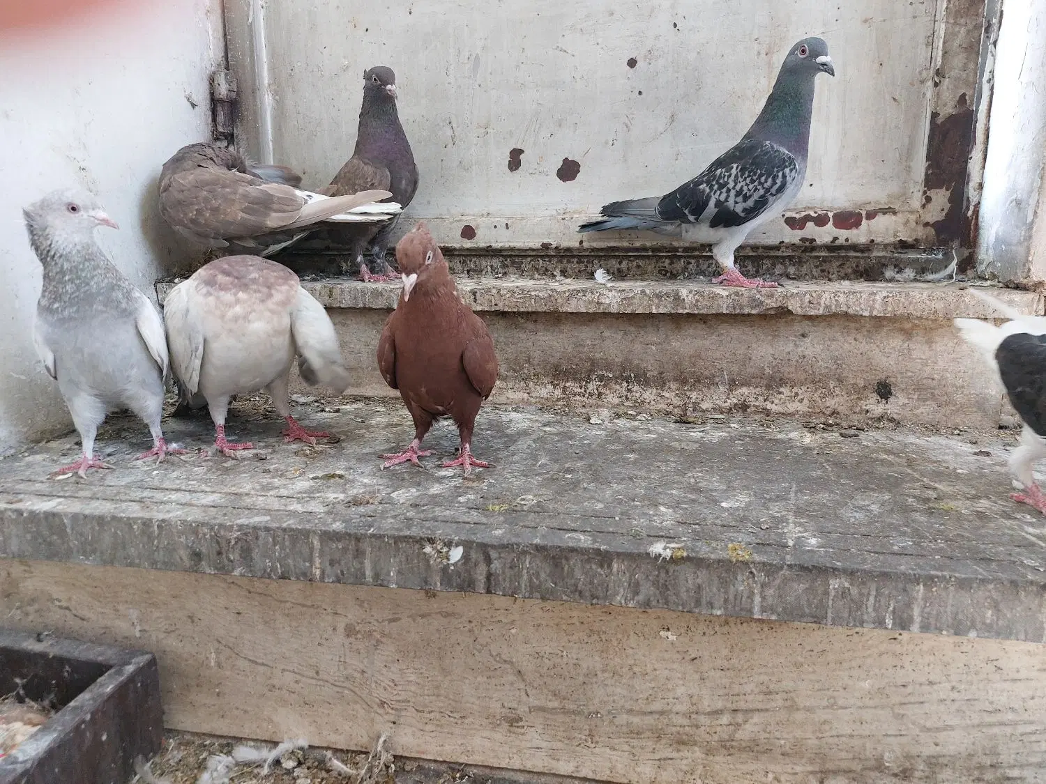 کفتر|پرنده|شیراز, دشت چنار|دیوار