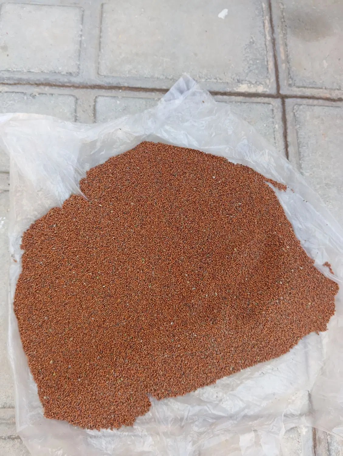 خندل|ماهی|بستک, |دیوار