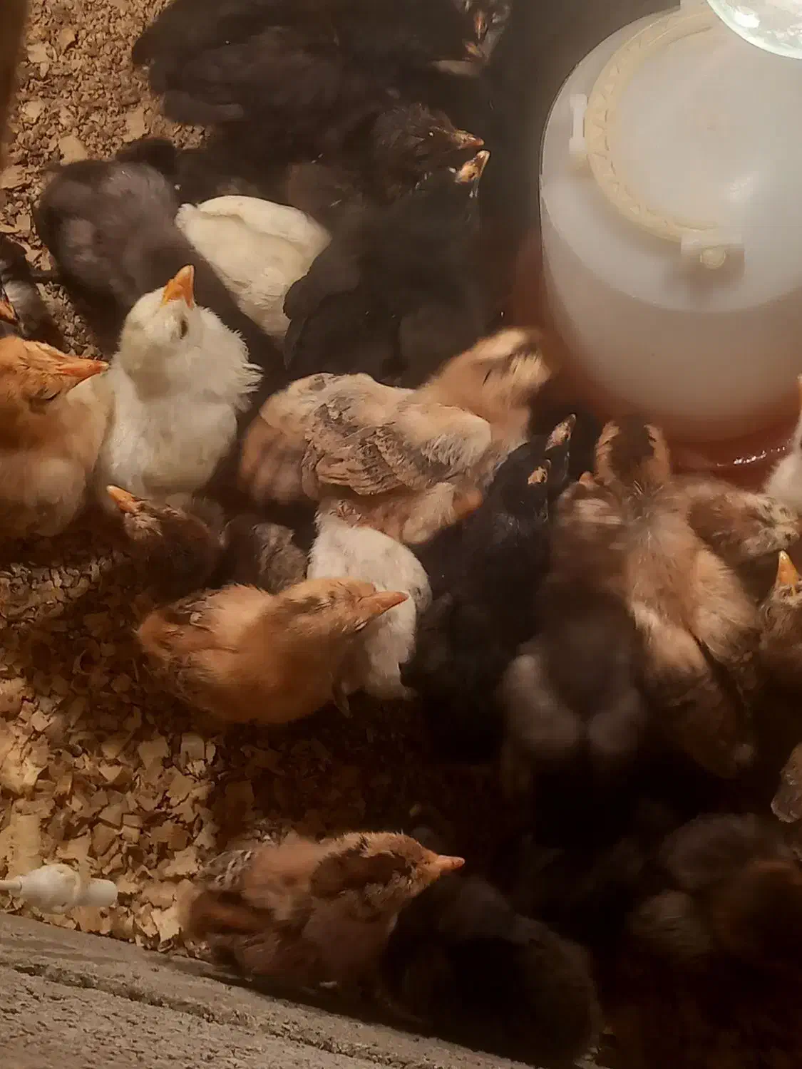 جوجه محلی|حیوانات مزرعه|رشت, آزادگان|دیوار