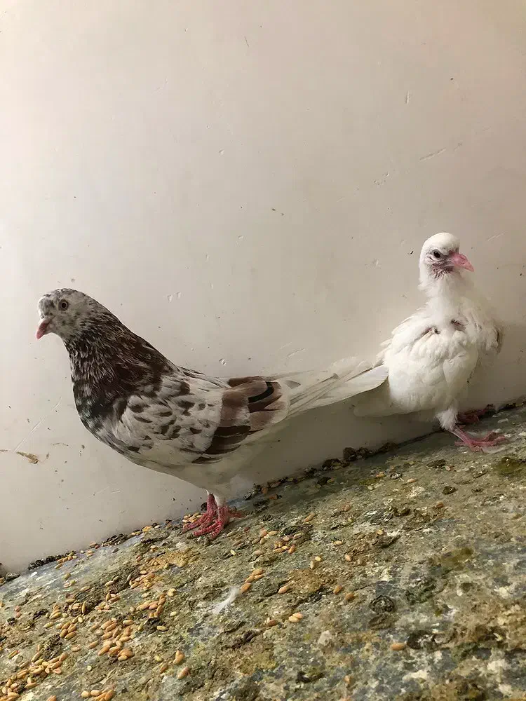 کبوتر سرور|پرنده|نسیم‌شهر, |دیوار