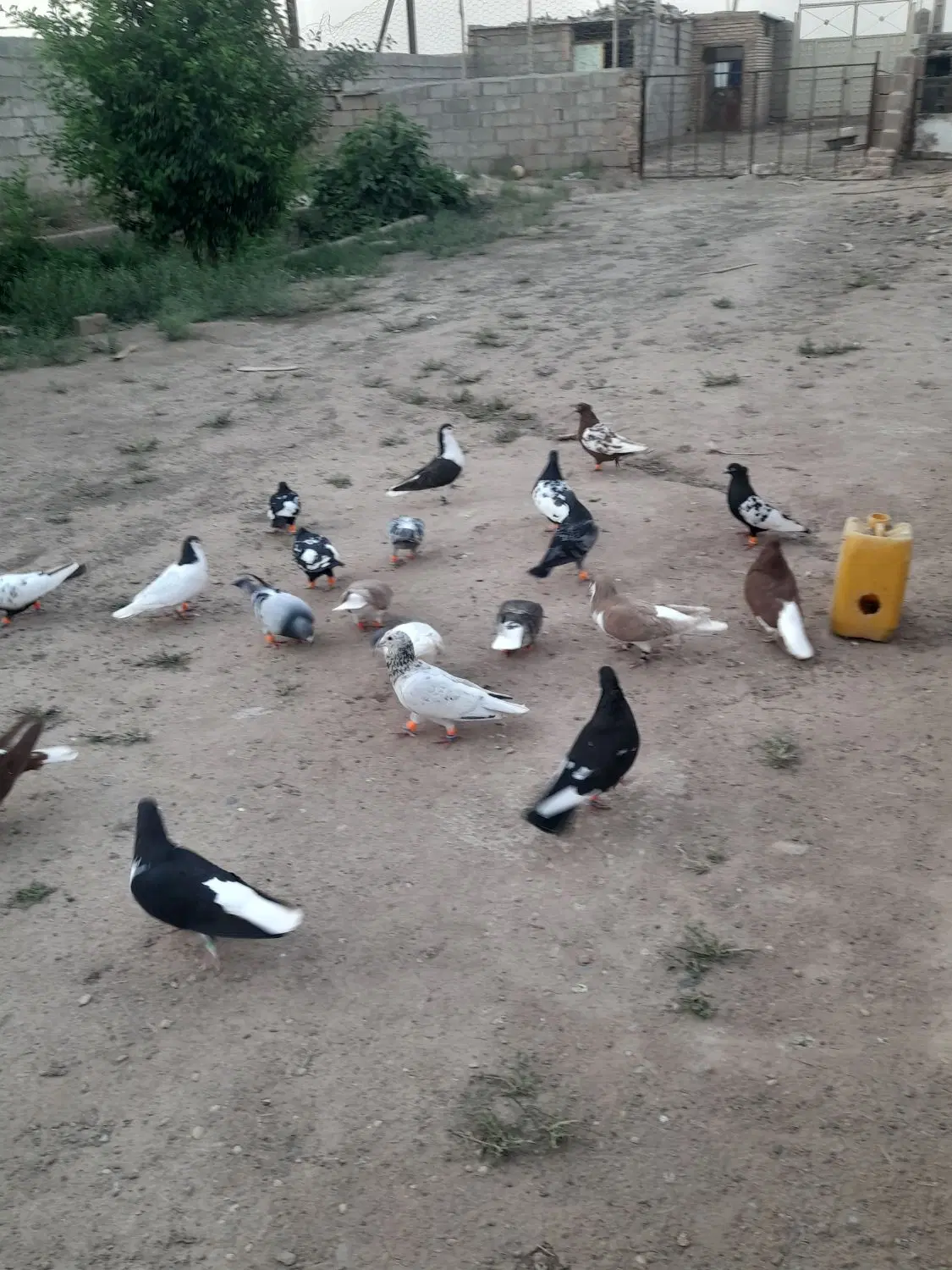 کبوتر|پرنده|خوشاب, |دیوار