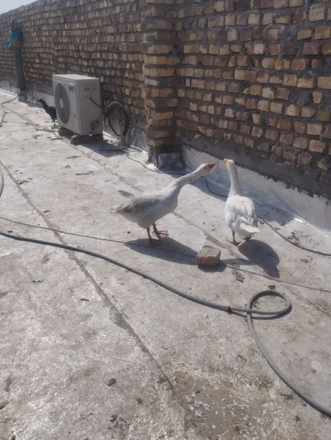 غاز|حیوانات مزرعه|زابل, |دیوار