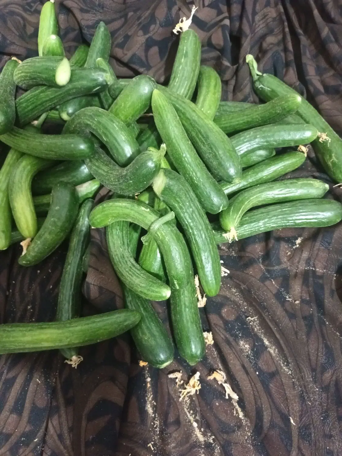 خیار|خوردنی و آشامیدنی|دامغان, |دیوار