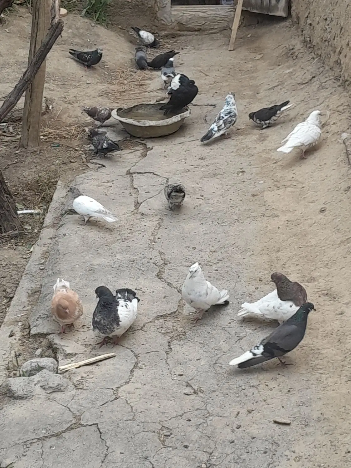 کبوتر|پرنده|شبستر, |دیوار