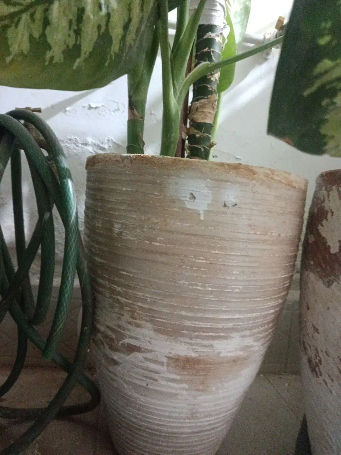 گل دیفن|گل و گیاه طبیعی|نیشابور, شهید بهشتی|دیوار