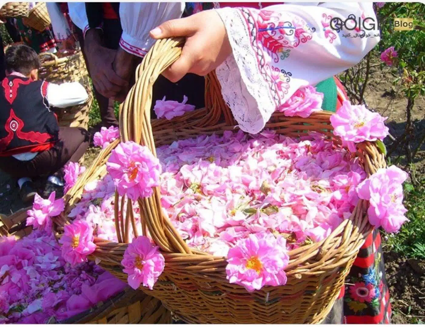 گردشگری|تور و چارتر|نجف‌آباد, معرفت|دیوار