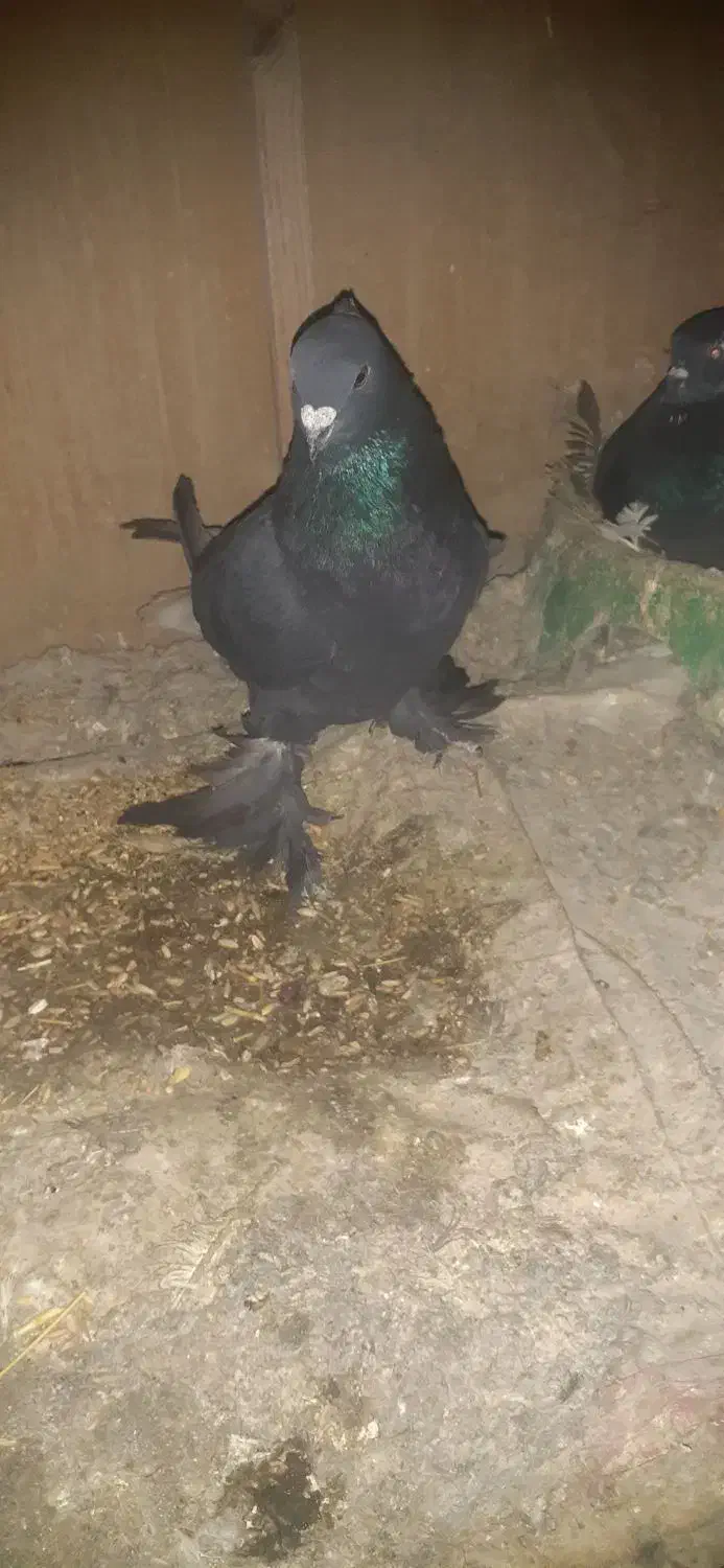 کفتر|پرنده|مسجد سلیمان, |دیوار