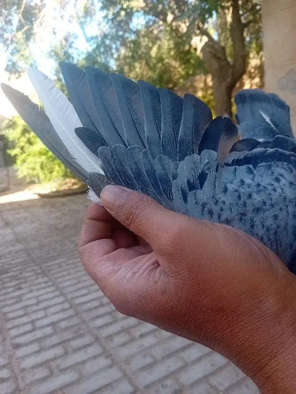 کفتر|پرنده|گناباد, |دیوار