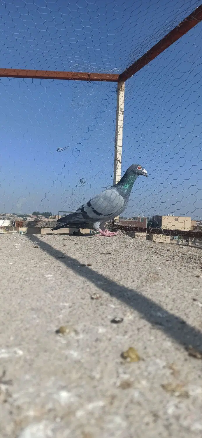 کبوتر|پرنده|نیشابور, مبارکه|دیوار