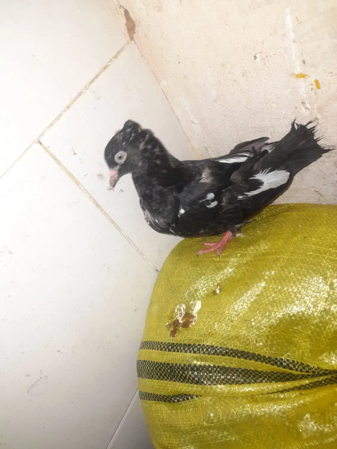 کبوتر|پرنده|مسجد سلیمان, |دیوار