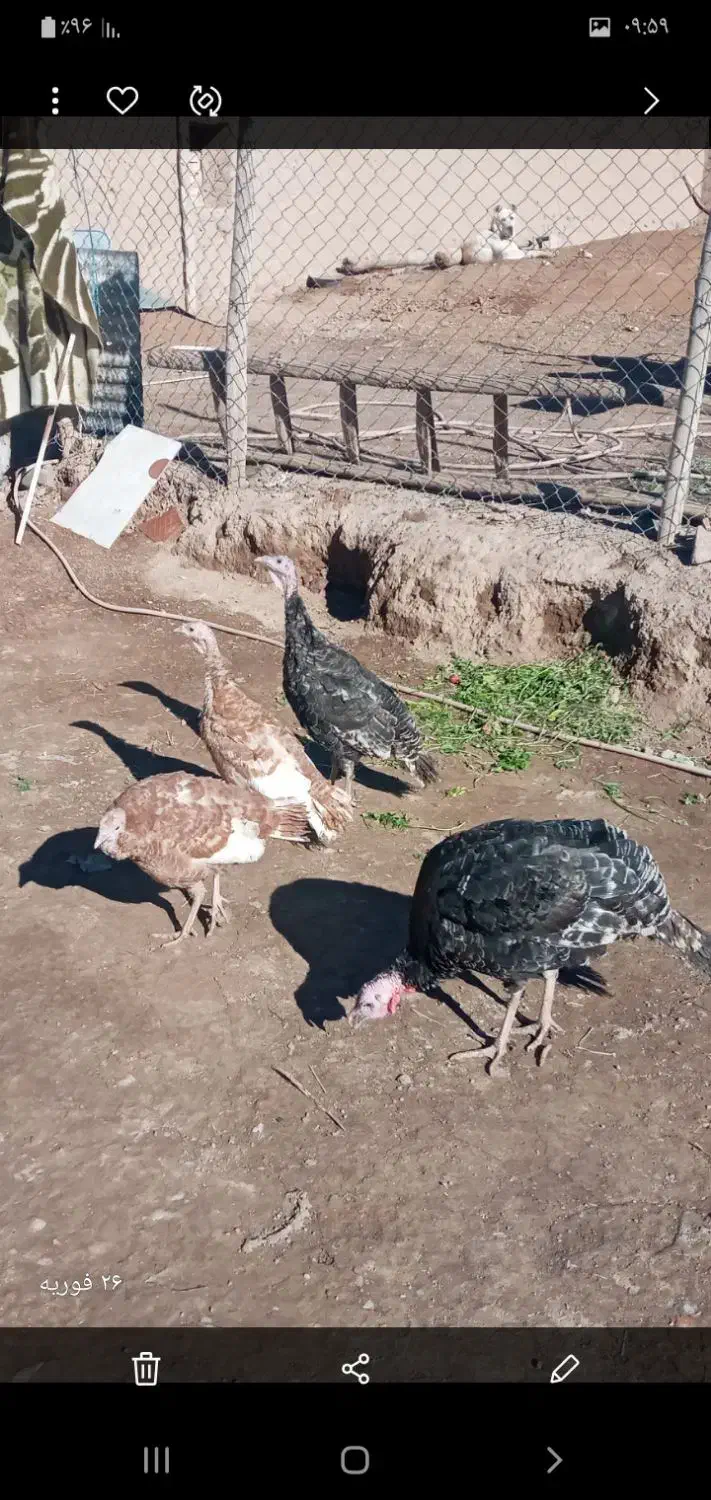 بوقلمون|حیوانات مزرعه|محمدیه-قزوین, |دیوار