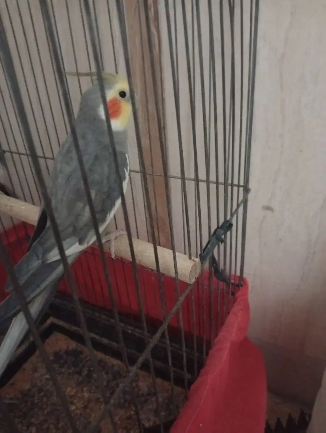 ...|پرنده|یزد, |دیوار