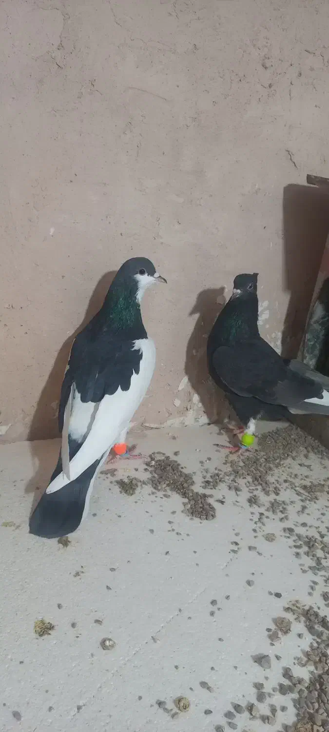 کفتر|پرنده|اسفراین, |دیوار