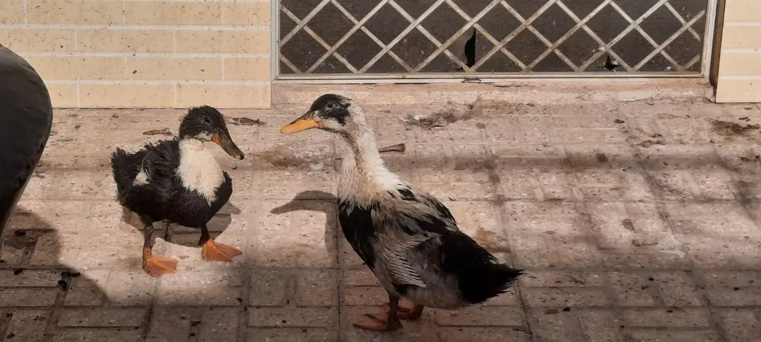 اردک|حیوانات مزرعه|یزد, |دیوار