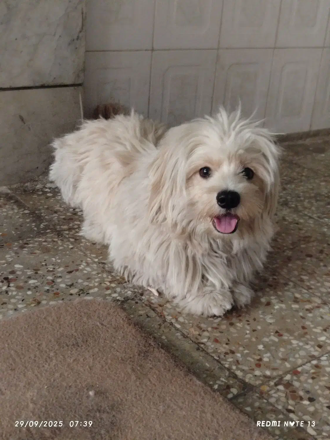 سگ شیتزو|سگ|بیرجند, |دیوار