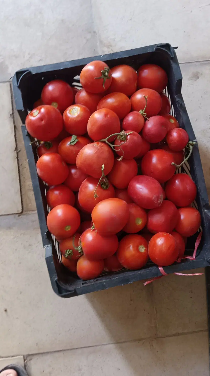 گوجه|خوردنی و آشامیدنی|بجنورد, |دیوار