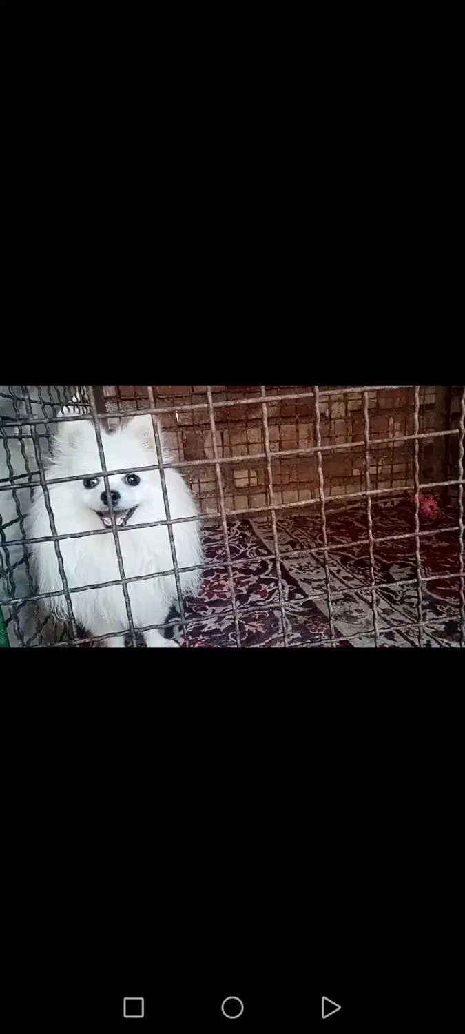 سگ پامر|سگ|مرند, |دیوار