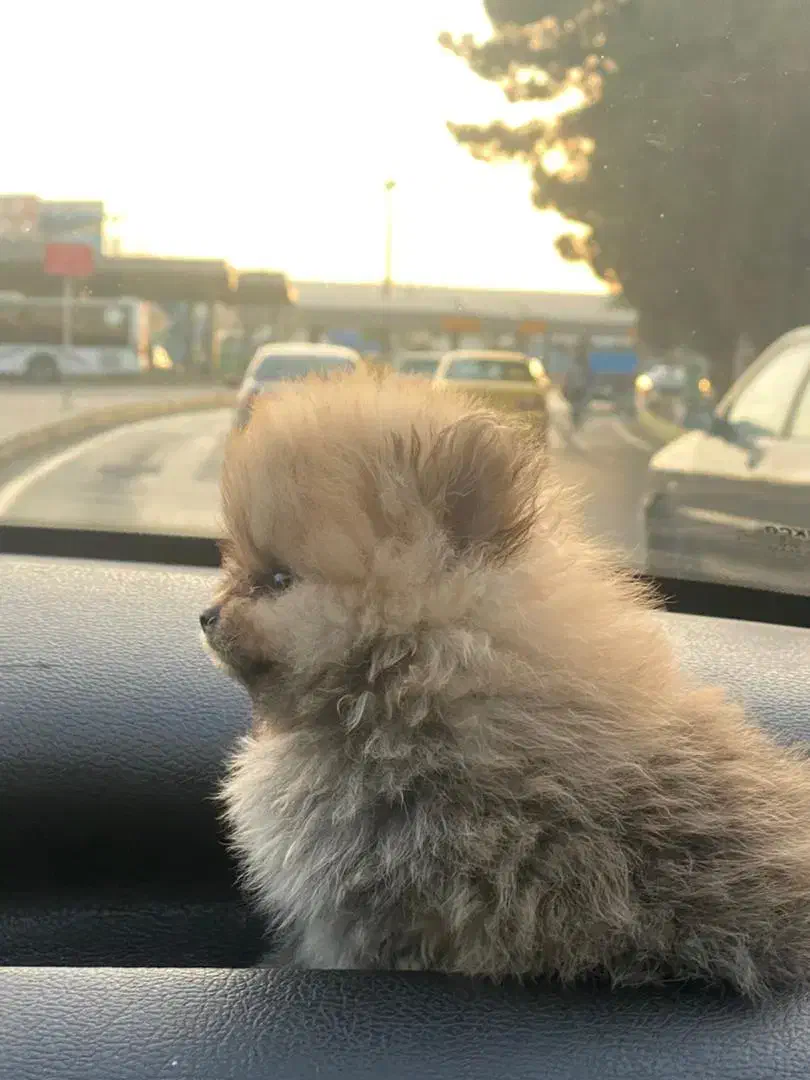 سگ پامر|سگ|فردیس, شهرک سپاه|دیوار