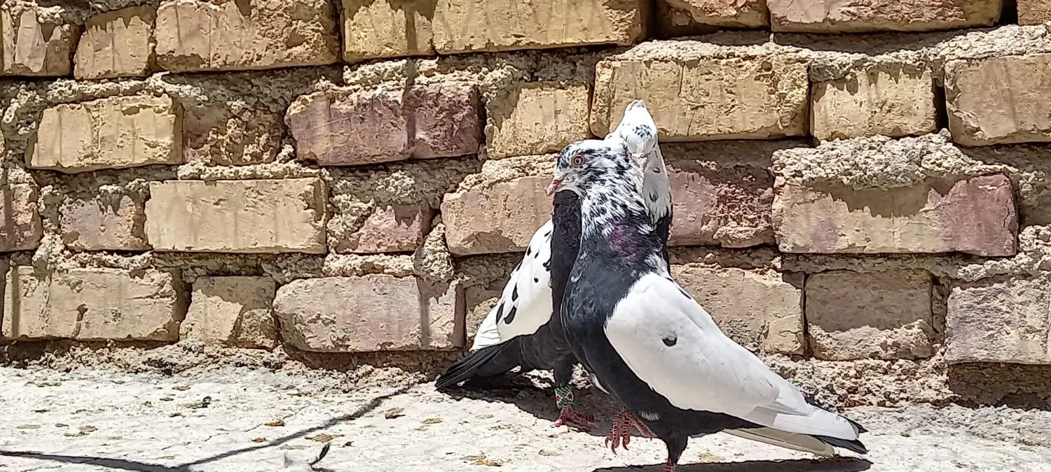 کفتر|پرنده|شیراز, کوشک میدان|دیوار