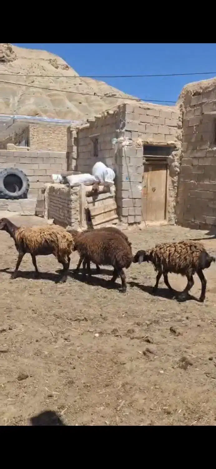 هترو|حیوانات مزرعه|زنجان, |دیوار