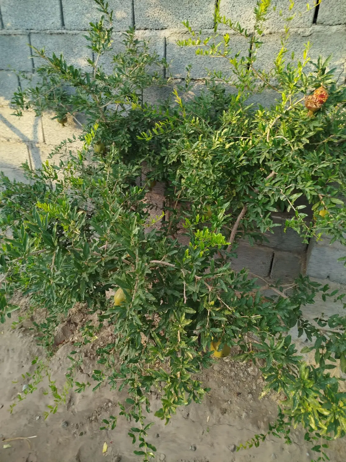 تصویر 12