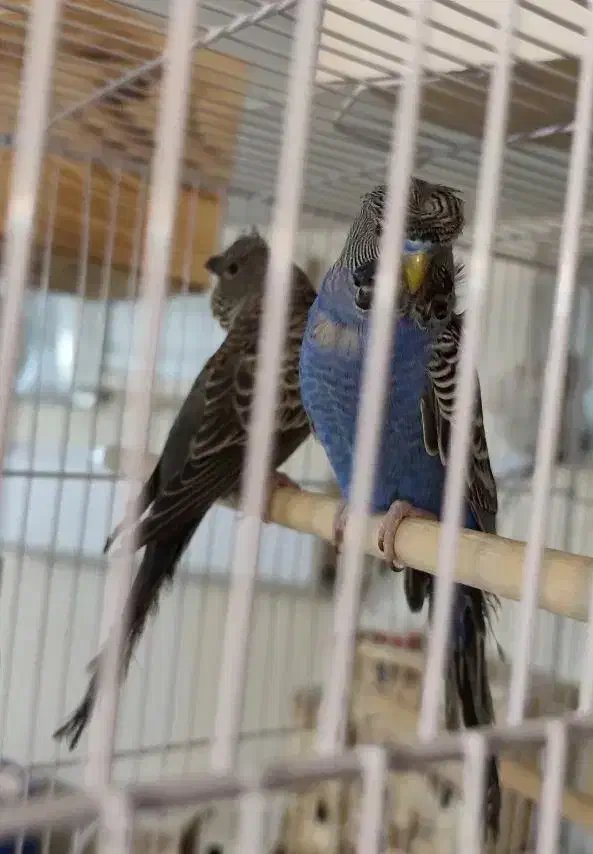 مرغ عشق بلک فیس،بلک وینگ(معاوضه با ردچیک)|پرنده|یزد, |دیوار