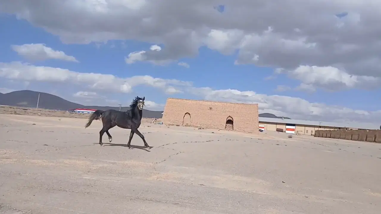اسب|اسب و تجهیزات اسبسواری|بروجن, |دیوار
