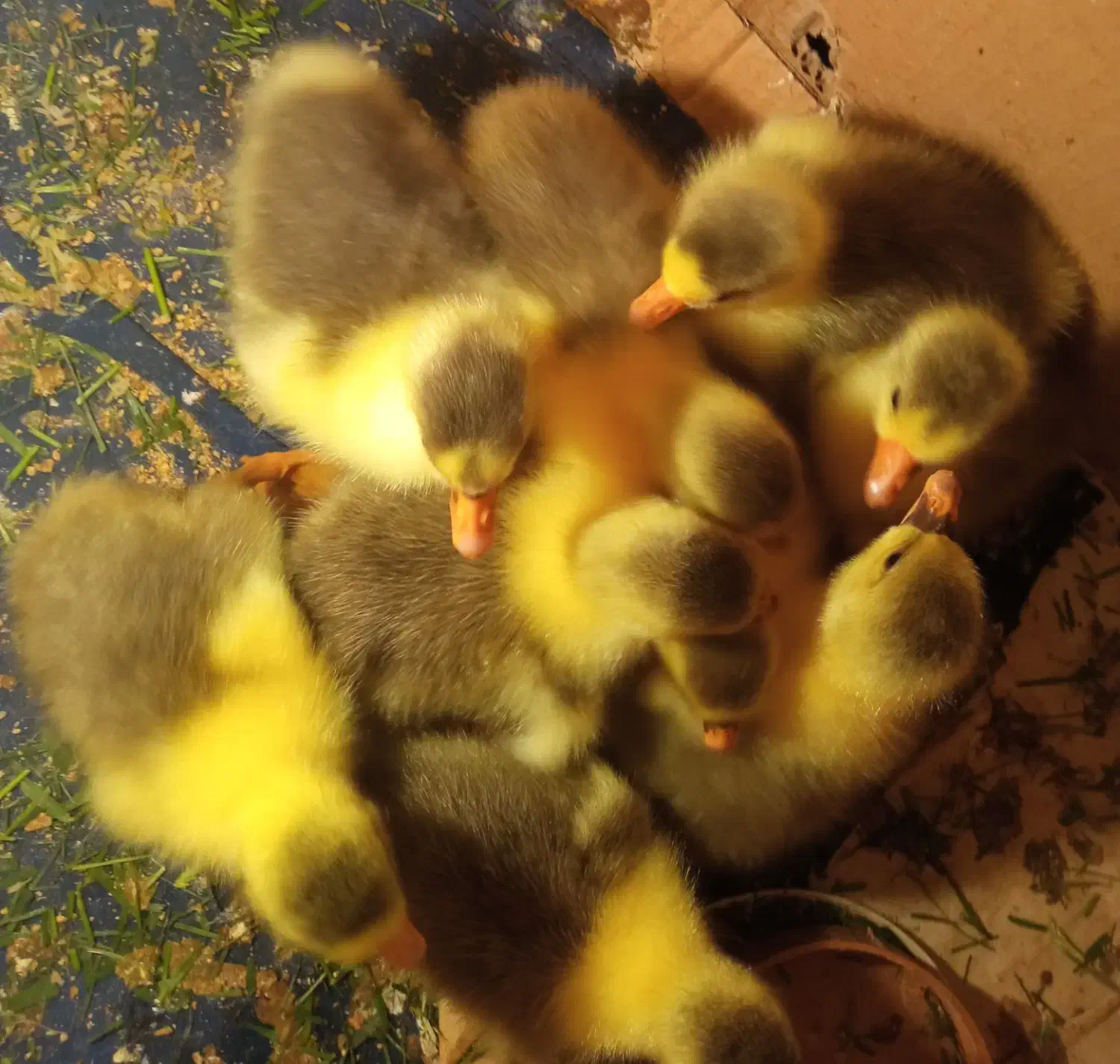 بچه غاز|حیوانات مزرعه|رشت, حومه رشت|دیوار