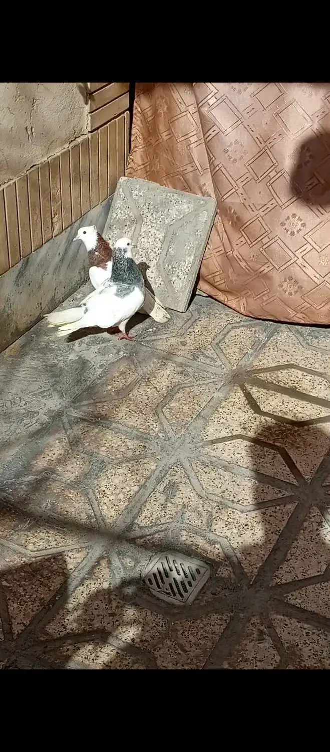 طوقی کاکلی|پرنده|مشهد, ابوذر|دیوار