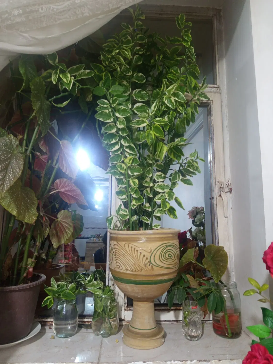 گل طبیعی|گل و گیاه طبیعی|ارومیه, |دیوار